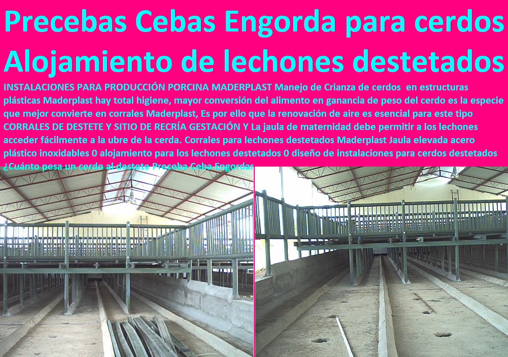 Corrales para lechones destetados Maderplast Jaula elevada acero plástico inoxidables 0 instalaciones para cría de cerdos pdf, instalaciones y equipos para porcinos, instalaciones para cerdos, planos orientativos para instalaciones porcinas, corrales para cerdos tecnificados, alojamiento para los lechones destetados 0 diseño de instalaciones para cerdos destetados ¿Cuánto pesa un cerdo al destete Preceba Ceba Engordar Corrales para lechones destetados Maderplast Jaula elevada acero plástico inoxidables 0 alojamiento para los lechones destetados 0 diseño de instalaciones para cerdos destetados ¿Cuánto pesa un cerdo al destete Preceba Ceba Engordar